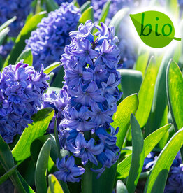 Hyacint Hyacinthus 'Delft Blue', BIO