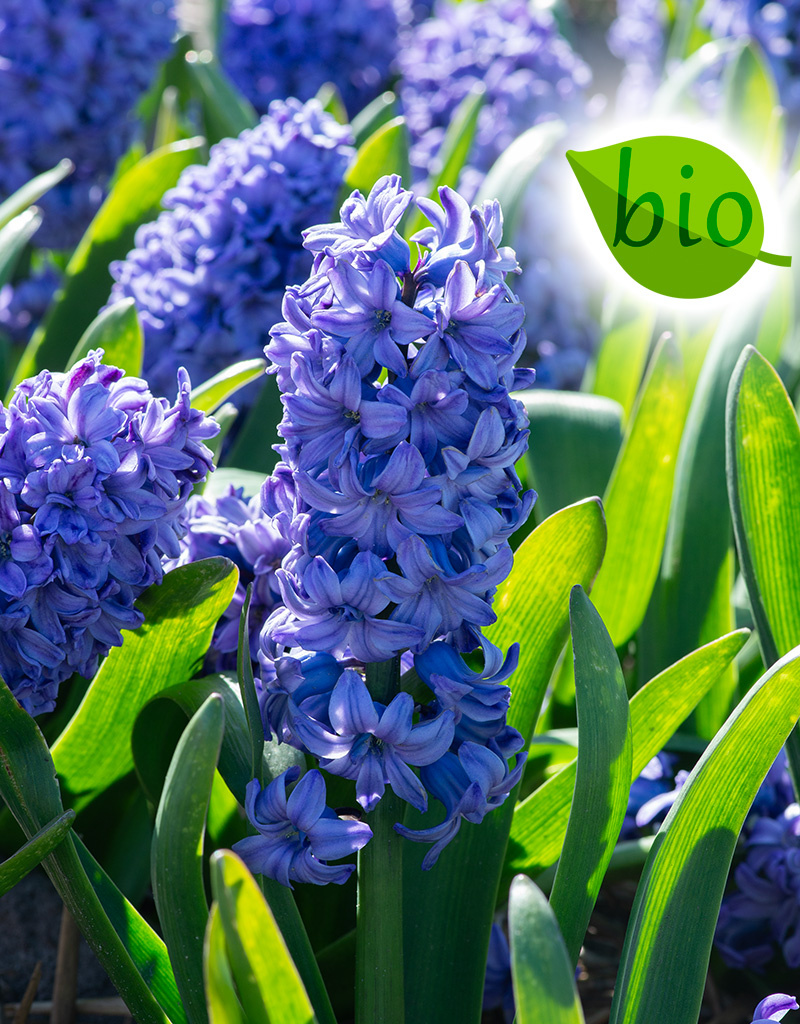 Hyacint Hyacinthus 'Delft Blue', BIO