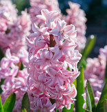 Hyacint Hyacinthus 'Fondant', BIO