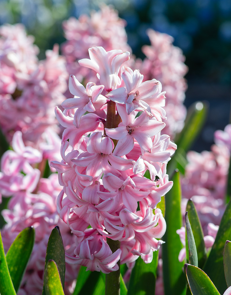 Hyacint Hyacinthus 'Fondant', BIO