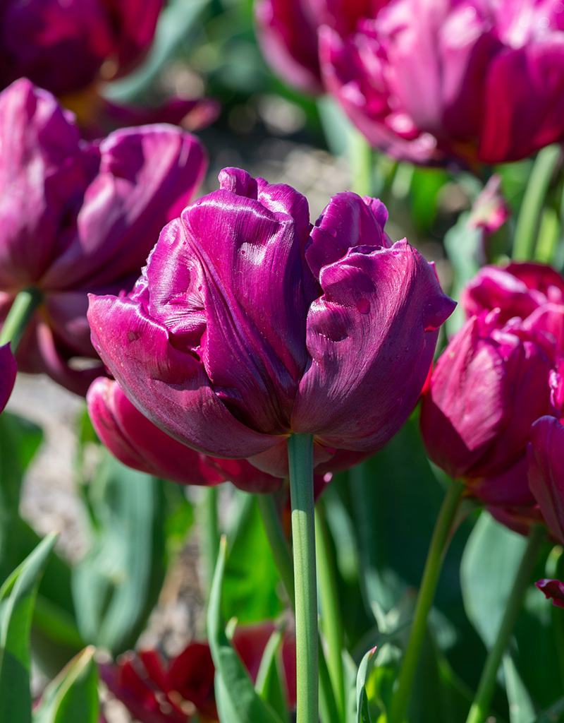 Tulp  Tulipa 'Alison Bradley', BIO
