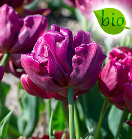 Tulp  Tulipa 'Alison Bradley', BIO