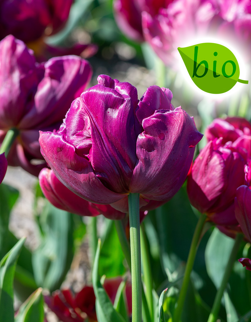 Tulp  Tulipa 'Alison Bradley', BIO