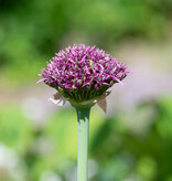 Sierui  Allium 'Magic' (sierui) - BIO