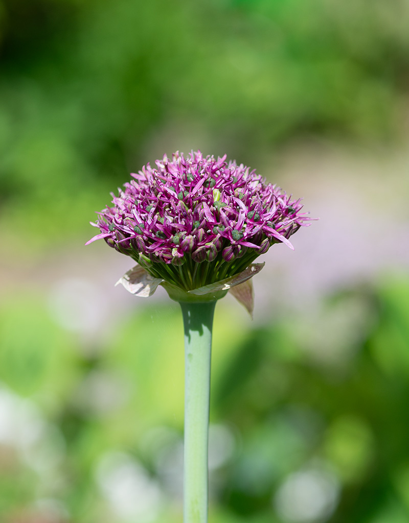 Sierui  Allium 'Magic' (sierui) - BIO