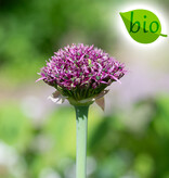Sierui  Allium 'Magic' (sierui) - BIO