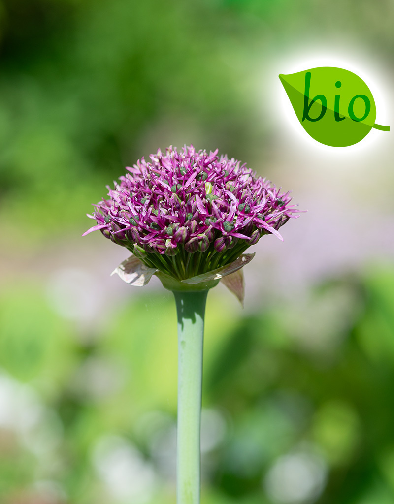 Sierui  Allium 'Magic' (sierui) - BIO