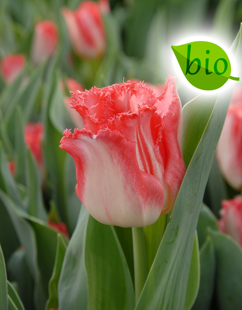 Tulp  Tulipa 'Lingerie', BIO