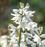 Vogelmelk  Ornithogalum reverchonii