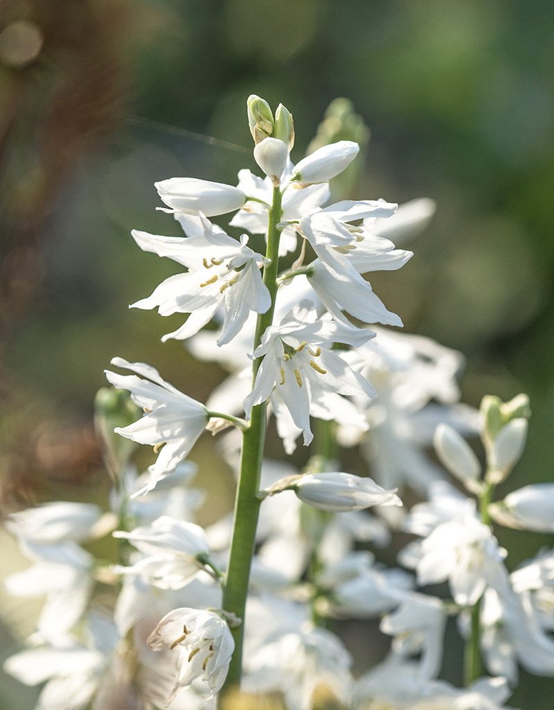 Vogelmelk  Ornithogalum reverchonii
