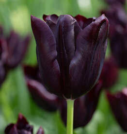 Tulp  Tulipa ‘Hot Chocolate'