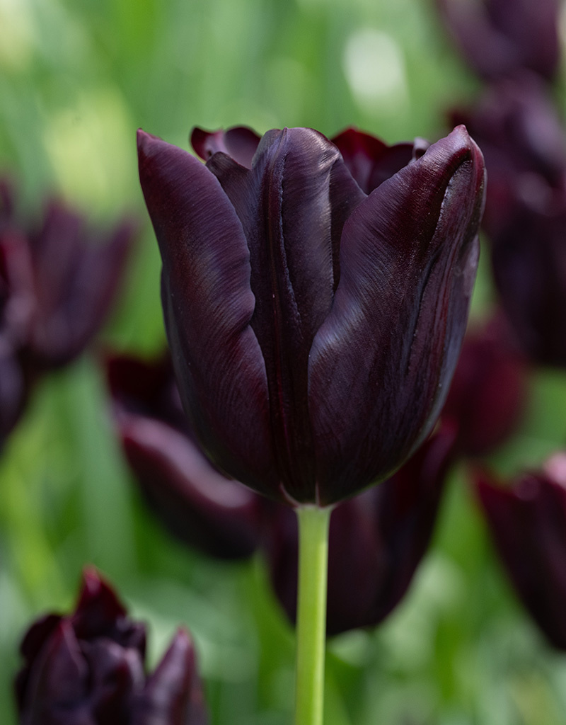 Tulp  Tulipa ‘Hot Chocolate'