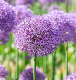 Sierui  Allium 'Gladiator', BIO