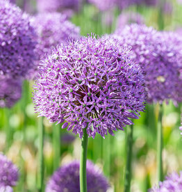 Sierui  Allium 'Gladiator'