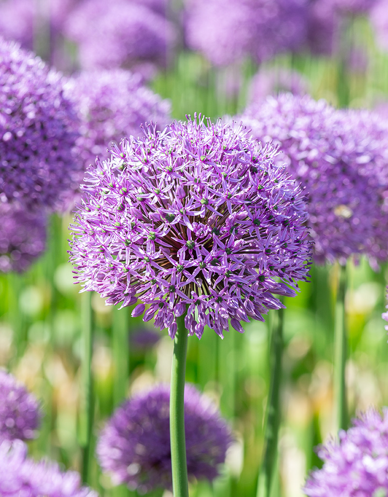 Sierui  Allium 'Gladiator' (Sierui)