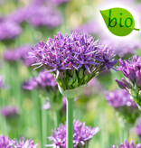 Sierui  Allium 'Violet Beauty', BIO (Sierui)