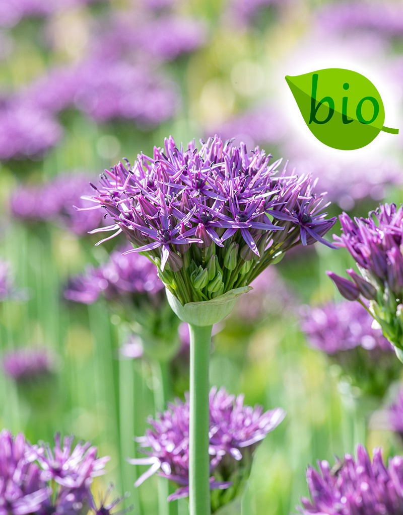 Sierui  Allium 'Violet Beauty', BIO (Sierui)