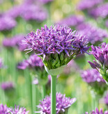 Sierui  Allium 'Violet Beauty', BIO (Sierui)