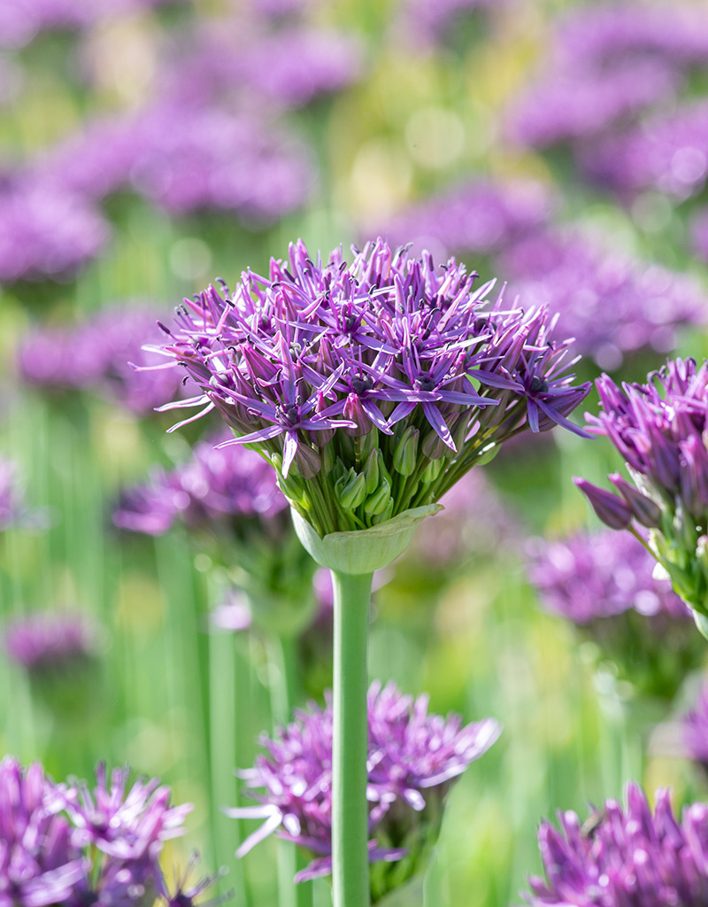 Sierui  Allium 'Violet Beauty', BIO (Sierui)