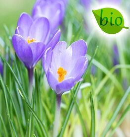 Krokus  Crocus 'Violet River', BIO - in pot