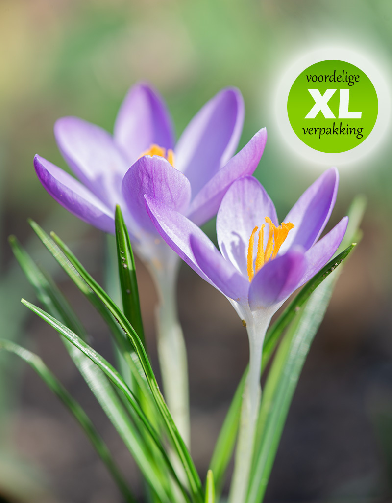 Krokus (boeren)  Crocus tommasinianus (Boerenkrokus) - 200 stuks voor 8m2 - XL voordeelverpakking