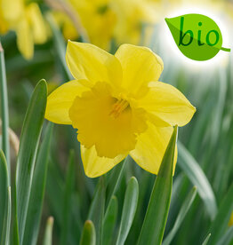 Narcis  Narcissus 'Carlton', BIO