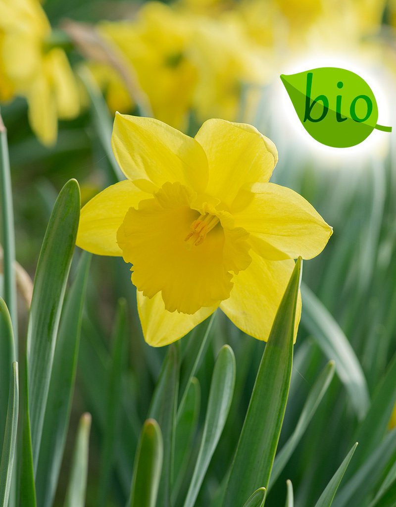 Narcis  Narcissus 'Carlton', BIO