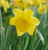 Narcis  Narcissus 'Carlton', BIO