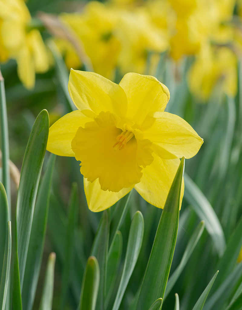 Narcis  Narcissus 'Carlton', BIO