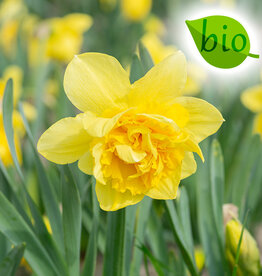 Narcis  Narcissus 'Dick Wilden', BIO