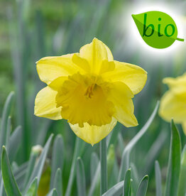 Narcis  Narcissus 'Standard Value', BIO