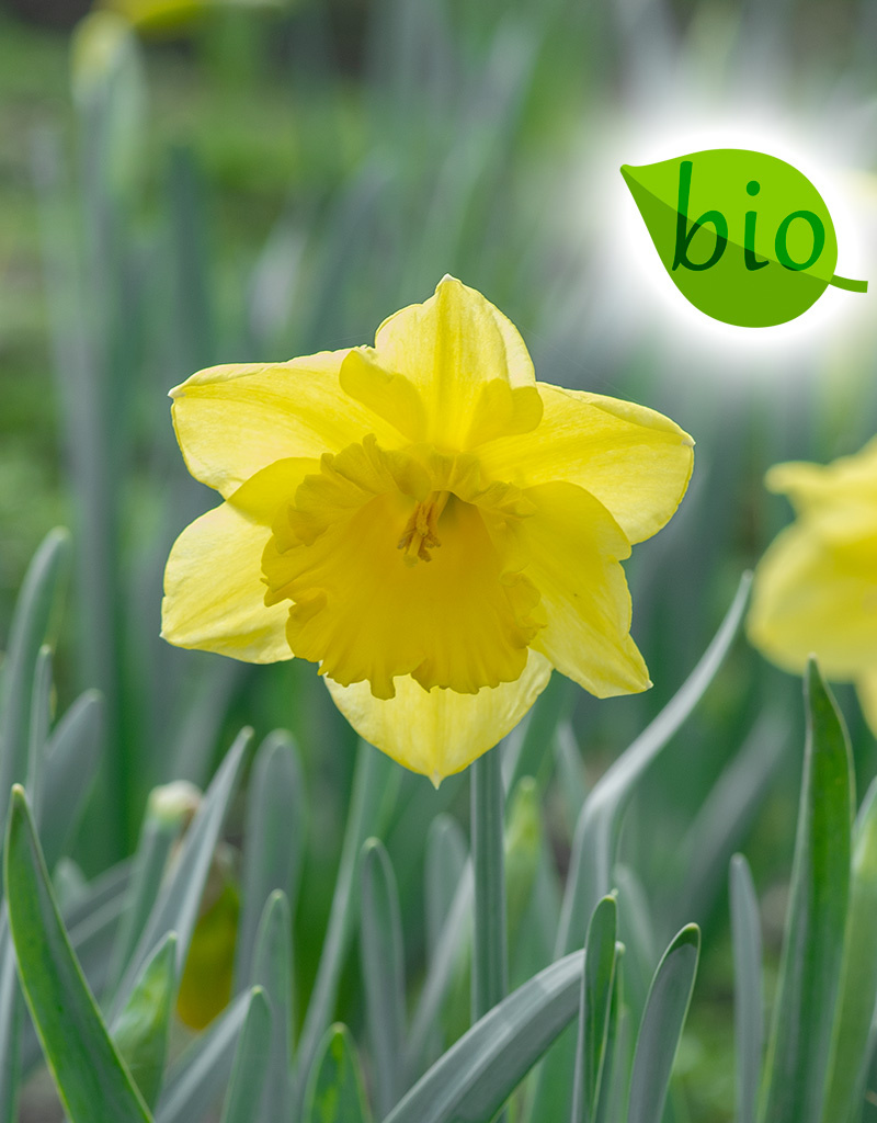 Narcis  Narcissus 'Standard Value', BIO