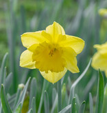 Narcis  Narcissus 'Standard Value', BIO
