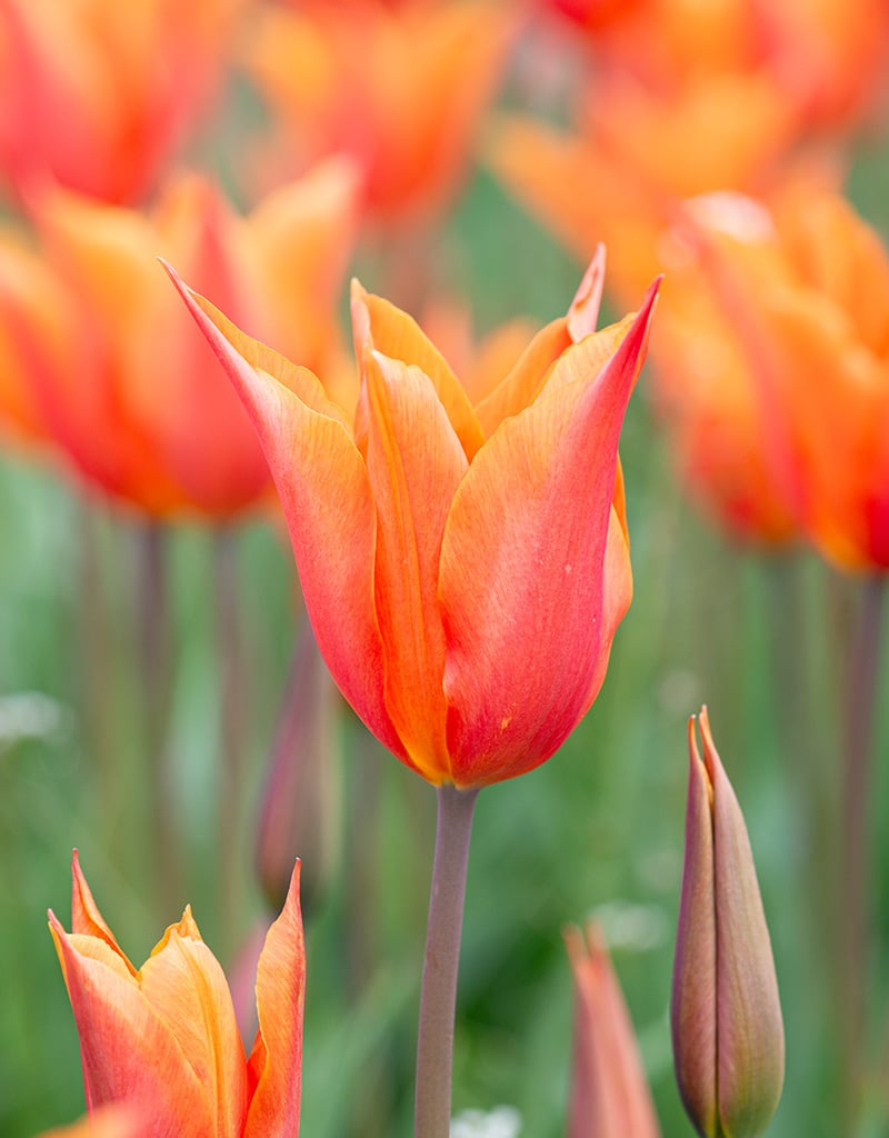 Tulp  Tulipa 'Ballerina', BIO (Tulp)