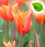 Tulp  Tulipa 'Ballerina', BIO (Tulp)