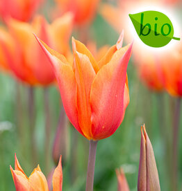 Tulp  Tulipa 'Ballerina', BIO