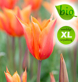 Tulp  Tulipa 'Ballerina', BIO (Tulp) - XL voordeelverpakking
