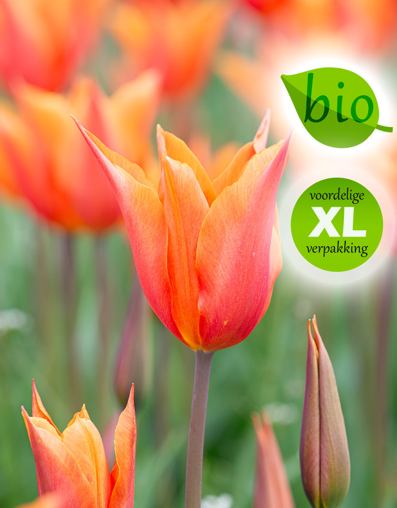 Tulp  Tulipa 'Ballerina', BIO (Tulp) - XL voordeelverpakking