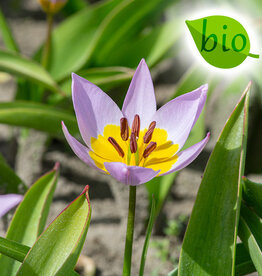 Tulp  Tulipa saxatilis, BIO