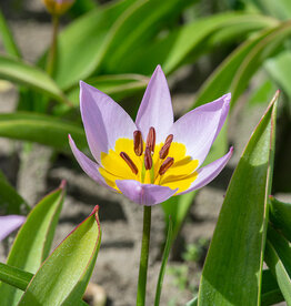 Tulp  Tulipa saxatilis