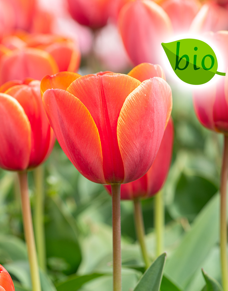 Tulp  Tulipa ‘Ad Rem’, BIO