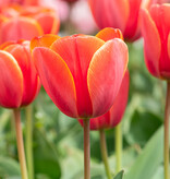 Tulp  Tulipa ‘Ad Rem’, BIO