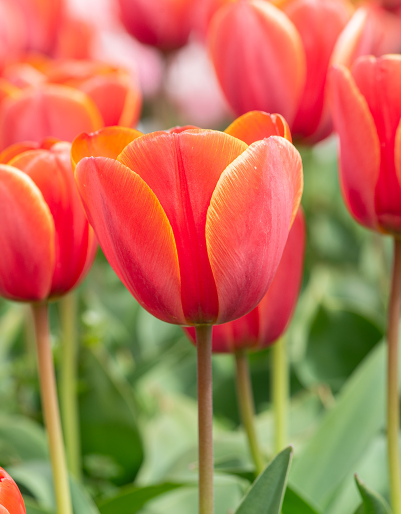 Tulp  Tulipa ‘Ad Rem’, BIO