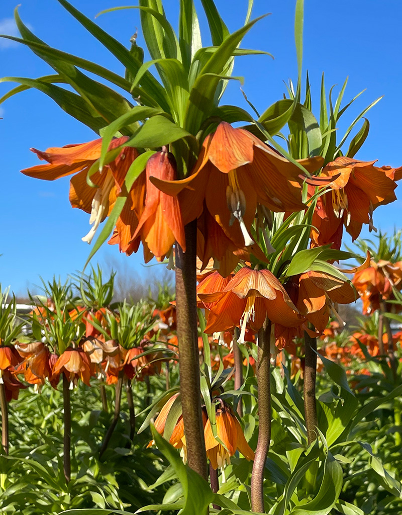 Keizerskroon  Fritillaria 'Sunrise' (Keizerskroon), BIO