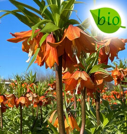 Keizerskroon  Fritillaria 'Sunrise', BIO