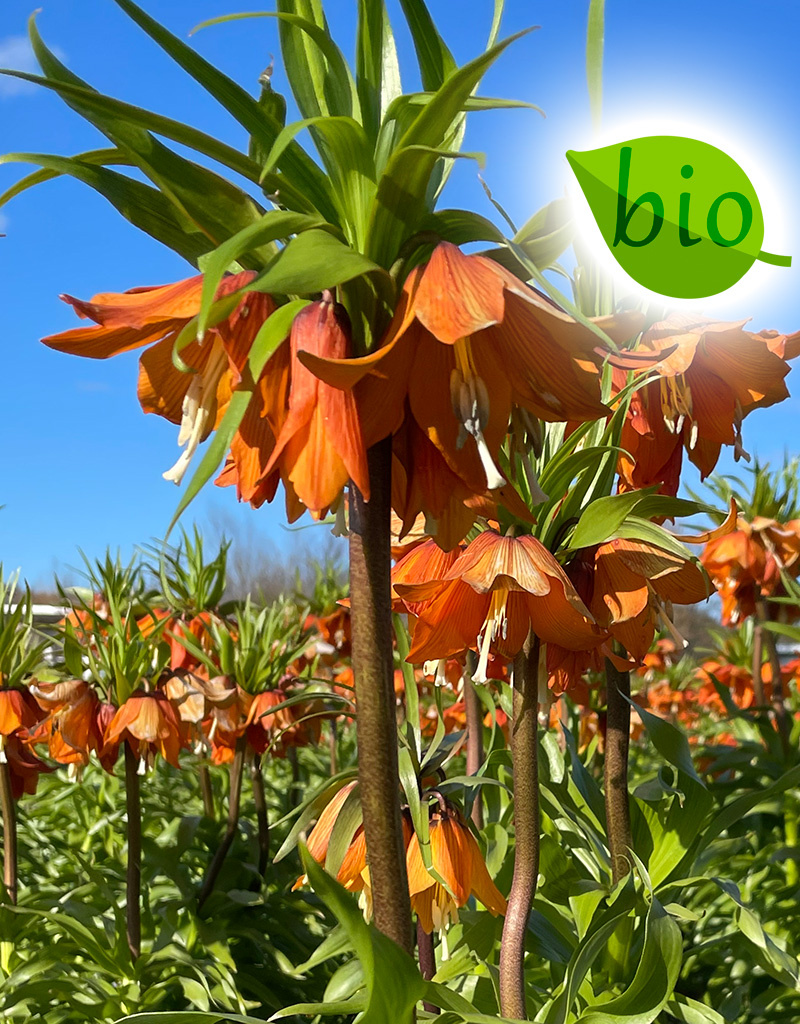 Keizerskroon  Fritillaria 'Sunrise' (Keizerskroon), BIO
