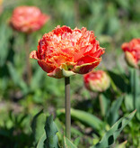 Tulp  Tulipa 'Sensual Touch', BIO