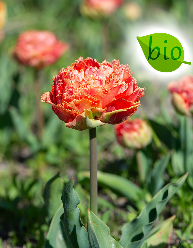 Tulp  Tulipa 'Sensual Touch', BIO