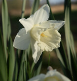 Narcis  Narcissus 'Mount Hood'