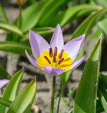 Tulp  Tulipa saxatilis, BIO - XL voordeelverpakking